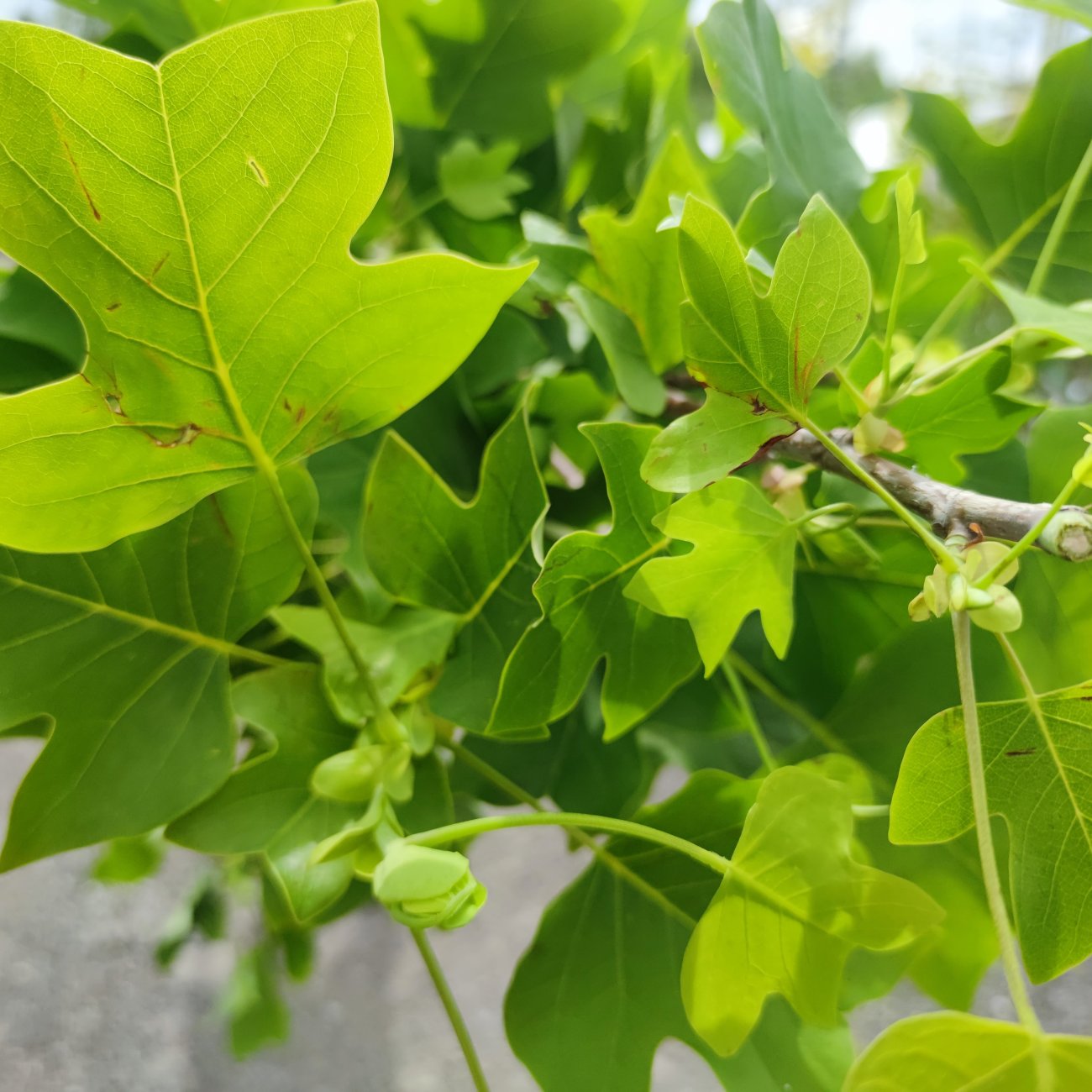 Obrázok Ľaliovník tulipánokvetý (Liriodendron tulipifera) ´TULIPANOVEC´ - výška 200-250 cm, obvod kmeňa 6/8 cm, kont. C18L